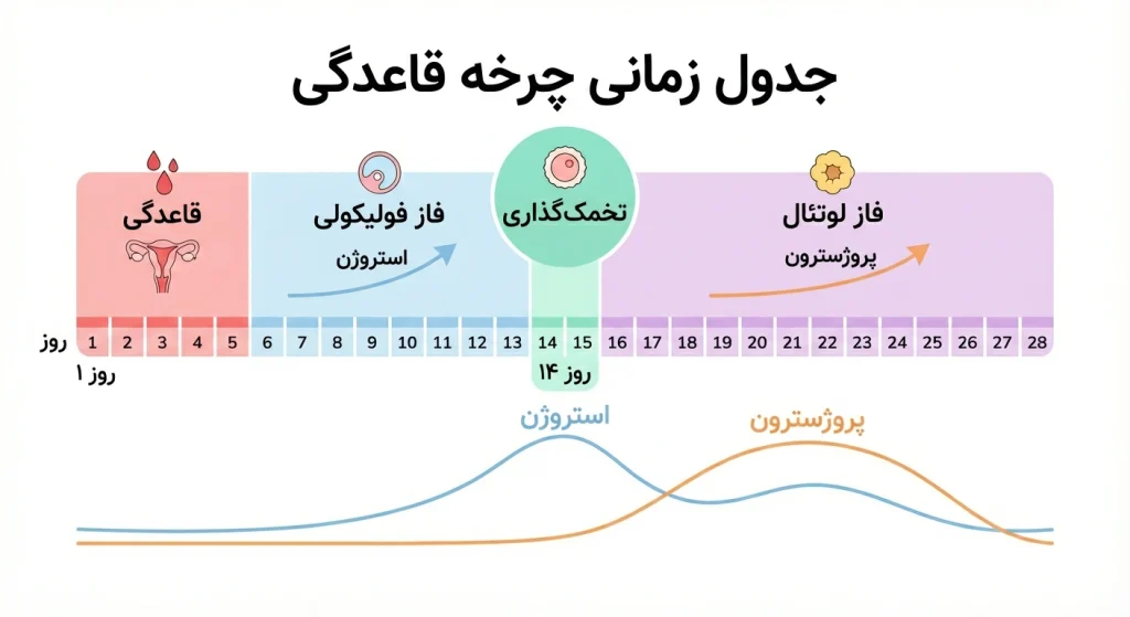 اینفوگرافی چرخه قاعدگی طبیعی زنان از شروع پریود تا تخمک گذاری و فاز لوتئال