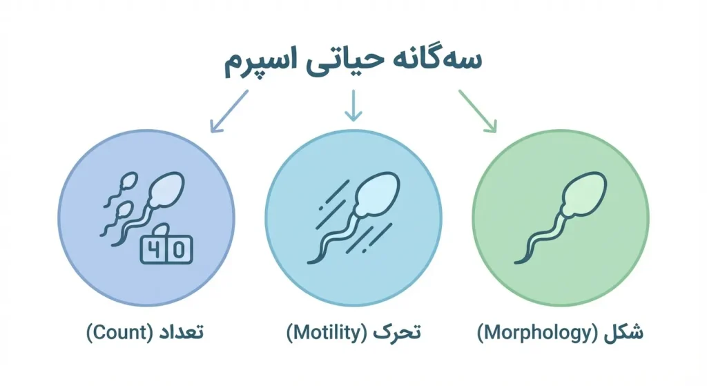 اینفوگرافی عوامل اصلی کیفیت اسپرم شامل تعداد، تحرک و شکل اسپرم