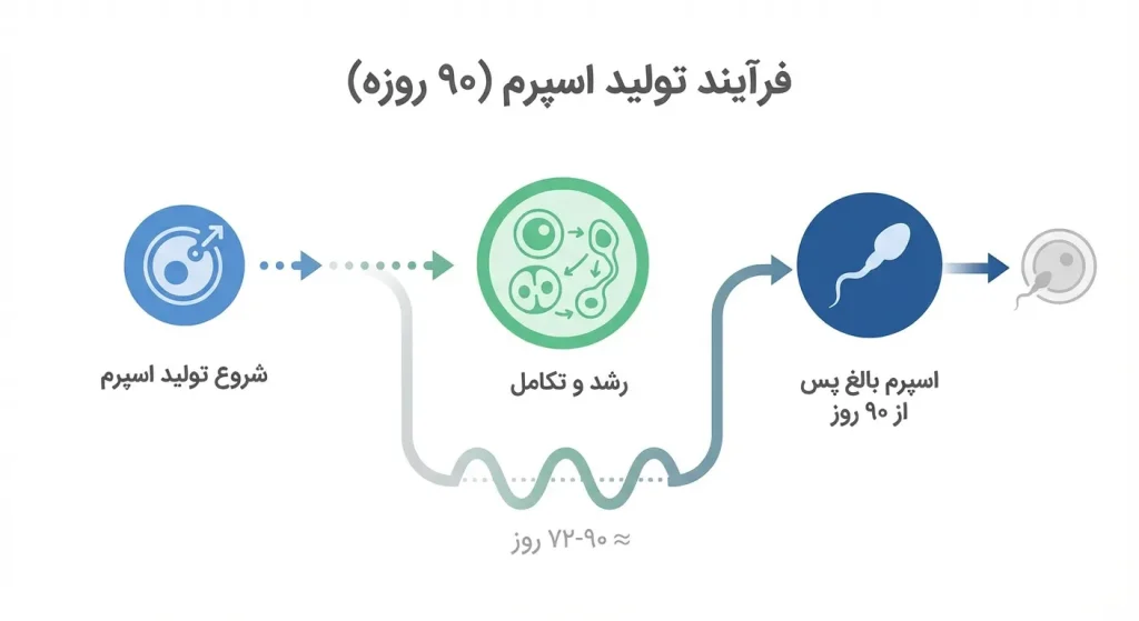 اینفوگرافی مراحل تولید اسپرم و مدت زمان ۹۰ روزه تکامل اسپرم در مردان